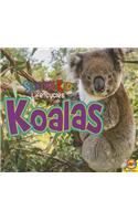 Koalas