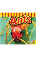Ants