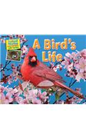 A Bird's Life