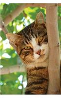 Notebook - Cat Climbing Tree