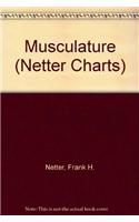Musculature