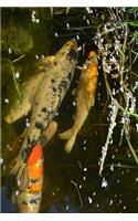 Koi in a Pond Journal