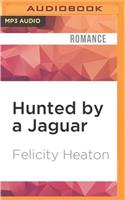 Hunted by a Jaguar
