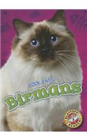 Birmans