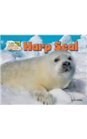 Harp Seal: (Arctic Animals: Life Outside the Igloo)