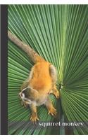 squirrel monkey