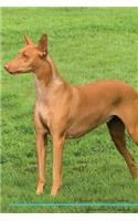 Pharaoh Hound Affirmations Workbook Pharaoh Hound Presents: Positive and Loving Affirmations Workbook. Includes: Mentoring Questions, Guidance, Supporting You.