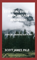 Essential Guide To Air Plant For Beginners