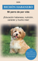 Bichón Habanero: Educación, formación y carácter de los habaneros