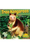 Tree Kangaroos
