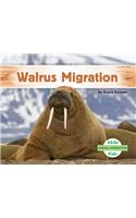 Walrus Migration: (Animal Migration)