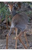 African Dik Dik Antelope Journal