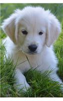 Super Cute Golden Retriever Puppy Dog Journal