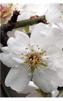 Lovely White Almond Blossom Up Close Flower Journal: 150 Page Lined Notebook/Diary