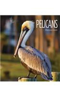 Pelicans