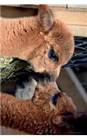 Alpacas Whispering to One Another Journal: Take Notes, Write Down Memories in this 150 Page Lined Journal