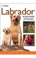 Labrador