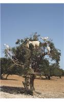 Goats in an Argan Tree in Morocco Journal