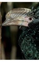 Silvery-cheeked Hornbill Bird Journal: 150 page lined notebook/diary