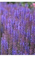 Sage Blossoms in Summer Notebook