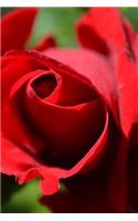 American Beauty Rose Journal
