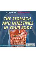 Stomach and Intestines in Your Body