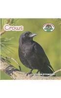 Crows: (Backyard Safari)