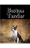 Boston Terrier