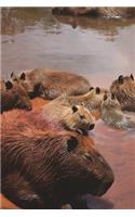 Group Photo of a Bunch of Capybaras by the Water Journal