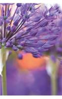 Allium Sunset