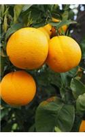 Cool Oranges on a Tree Journal: Take Notes, Write Down Memories in this 150 Page Lined Journal