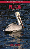 Pelican: Amazing Facts & Pictures