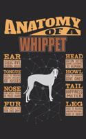 Anatomy Of A Whippet