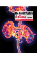 The Renal System at a Glance