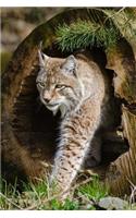 Bobcat Checking Things Out Journal