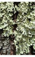 2020 Weekly Planner Moss Tree Bark Photo 134 Pages