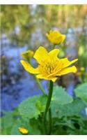 Caltha Palustris Marsh Marigold Flower Journal: Take Notes, Write Down Memories in this 150 Page Lined Journal