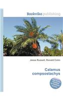 Calamus Compsostachys