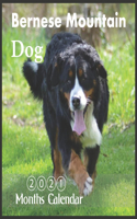 Bernese Mountain Dog 2021: Wall & Office Calendar, Bernese Puppies, 16 Month Calendar With Holidays