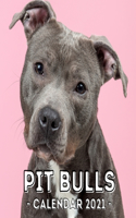 Pit Bulls