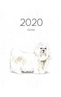 2020 Maltese