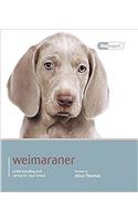 Weimaraner