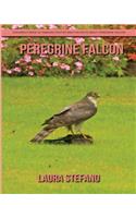 Peregrine Falcon