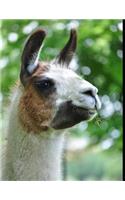 Llama Lovers Notebook