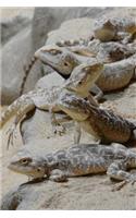 Pretty Steppe Agama Lizards All in a Row Journal (Trapelus Sanguinolentus)
