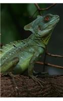 Plumed Basilisk Lizard Journal