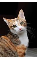 Notebook - Confused Cat