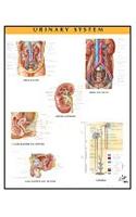Urinary System Chart