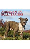 American Pit Bull Terriers 2020 Square Foil