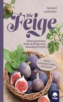 Die Feige: Kulturgeschichte, Anbau & Pflege einer besonderen Frucht